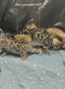 Storm and Chip litter - Bengal Kitten For Sale - Tallahassee&comma; FL&comma; US