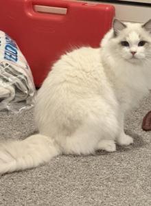 Ragdoll Seal Male Retiring - Ragdoll Cat For Adoption - Orlando&comma; FL&comma; US