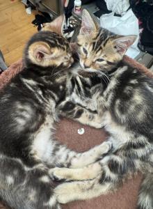 Aslan male marbled bengal highlander - Bengal Kitten For Sale - Galloway&comma; NJ&comma; US