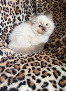 Chocolate mink male - Ragdoll Kitten For Sale - Butler&comma; PA&comma; US