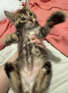 Freya - Bengal Kitten For Sale - Galloway&comma; NJ&comma; US