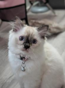 Julia - Ragdoll Kitten For Sale - Fountain&comma; CO&comma; US