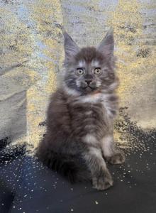 The Boudicca Bunch - Maine Coon Kitten For Sale - Winter Haven&comma; FL&comma; US