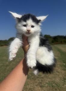 Bruce - Maine Coon Kitten For Sale - Locust Grove&comma; OK&comma; US