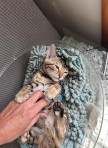 Brown & Snow Bengals - Bengal Kitten For Sale - Bristol&comma; VT&comma; US