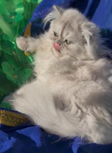 Fluffy luxurious coats silver shaded chinchilla - Persian Kitten For Adoption - CA&comma; US