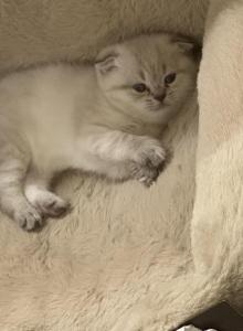 Chitlin - Scottish Fold Kitten For Sale - Grand Prairie&comma; TX&comma; US