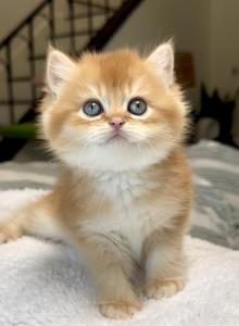 TICA Chocolate Golden Chinchilla Girl by12 - British Shorthair Kitten For Sale - San Diego&comma; CA&comma; US