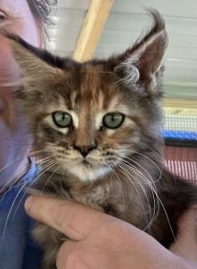 Hazel Torbie Maine Coon Female - Maine Coon Kitten For Sale - Brave&comma; PA&comma; US