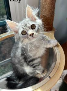 Pushok - Scottish Straight Kitten For Adoption - Lawrenceville&comma; GA&comma; US