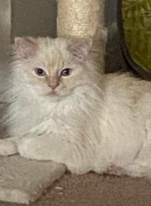 Cappy - Ragdoll Cat For Adoption - Delran&comma; NJ&comma; US