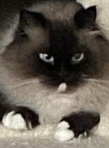 Zappy - Ragdoll Cat For Adoption - Delran&comma; NJ&comma; US