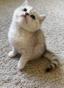 Mina - British Shorthair Kitten For Sale - Smyrna&comma; TN&comma; US