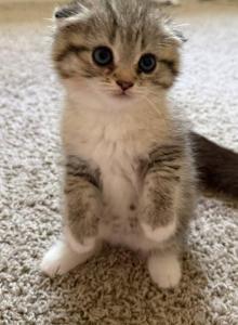 Maya - Scottish Fold Kitten For Sale - Smyrna&comma; TN&comma; US