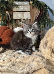 Planets Litter - Maine Coon Kitten For Sale - Moscow Mills&comma; MO&comma; US