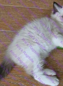 Luke Seal Mitted Ragdoll Kitten - Ragdoll Kitten For Sale - Amherst&comma; NY&comma; US