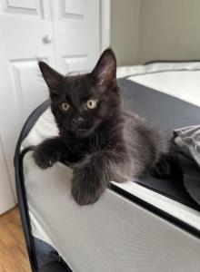 Black male - Maine Coon Kitten For Sale - Waterford&comma; ME&comma; US