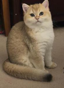 Gasber - Scottish Straight Kitten For Sale - Burlington&comma; MA&comma; US