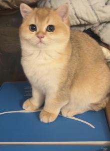 Gasber - Scottish Straight Kitten For Sale - Burlington, MA, US Gasber - Scottish Straight Kitten For Sale - Burlington, MA, US