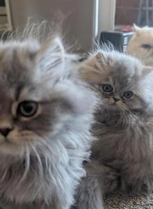 smokey silver boy and calico girl - Persian Kitten For Sale - San Diego&comma; CA&comma; US