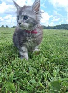 Zelda - Maine Coon Kitten For Sale - Findlay&comma; OH&comma; US