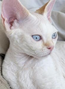 Cloud - Devon Rex Kitten For Sale - Oak Hills&comma; CA&comma; US