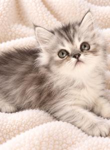 PRINCE - Persian Kitten For Sale - Sand Lake&comma; FL&comma; US