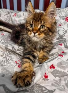 Maine coon Male - Maine Coon Kitten For Sale - Staten Island&comma; NY&comma; US