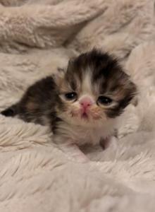Calico kitty - Persian Kitten For Sale - Stilwell&comma; OK&comma; US