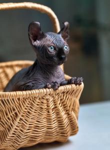 Britney Elf - Sphynx Kitten For Sale - Phila&comma; PA&comma; US