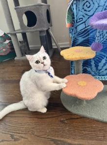 Casper - British Shorthair Cat For Sale - NY&comma; US