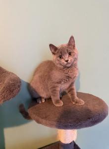 LILLY - Scottish Straight Kitten For Sale - Mt Lebanon&comma; PA&comma; US