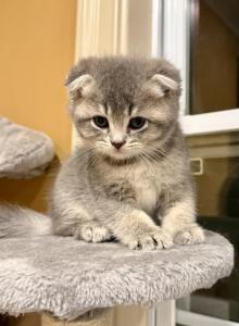 Muffin - Scottish Fold Kitten For Sale - Woodstock&comma; GA&comma; US