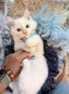 Purebred male flame point kitten - Ragdoll Kitten For Sale - Beavercreek&comma; OH&comma; US
