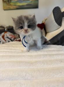 Margo - Persian Kitten For Sale - Cayce&comma; SC&comma; US