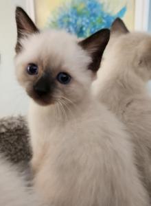 Sealpoint Male - Siamese Kitten For Sale - Willington&comma; CT&comma; US