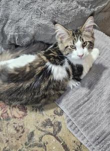 Maine coon kitten female - Maine Coon Kitten For Sale - Chickamauga&comma; GA&comma; US