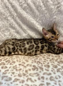 Nala - Bengal Kitten For Sale - Moriches&comma; NY&comma; US