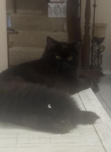 Jasper - Persian Kitten For Sale - Benbrook&comma; TX&comma; US