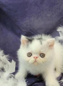 Kateri - Exotic Kitten For Sale - Loveland&comma; CO&comma; US