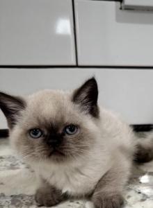 TBD - Scottish Straight Kitten For Sale - Edgewater Park&comma; NJ&comma; US