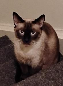 Priscilla Jean - Siamese Cat For Adoption - Leechburg&comma; PA&comma; US