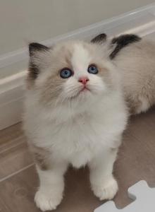 Light Wobbly Syndrome Bicolor Male - Ragdoll Kitten For Sale - Westborough&comma; MA&comma; US