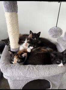 Kittens - Domestic Kitten For Sale - CO&comma; US