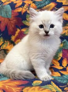 Ace - Ragdoll Kitten For Sale - Ozark&comma; MO&comma; US