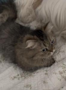 Angel - Minuet Cat For Sale - Claremont&comma; NC&comma; US