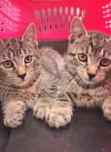 Adorable tabby kittens - Domestic Kitten For Sale - Acton&comma; MA&comma; US