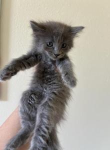 Kiki - Nebelung Kitten For Sale - West Covina&comma; CA&comma; US