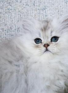 Spencer - Persian Kitten For Sale - Boiling Springs&comma; PA&comma; US