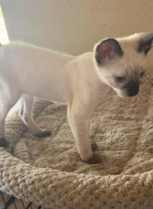BANDIT BOY MANX JUNE 26 - Siamese Kitten For Sale - Bryan&comma; TX&comma; US
